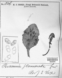 Puccinia glomerata image